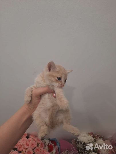 Кошки в добрые руки