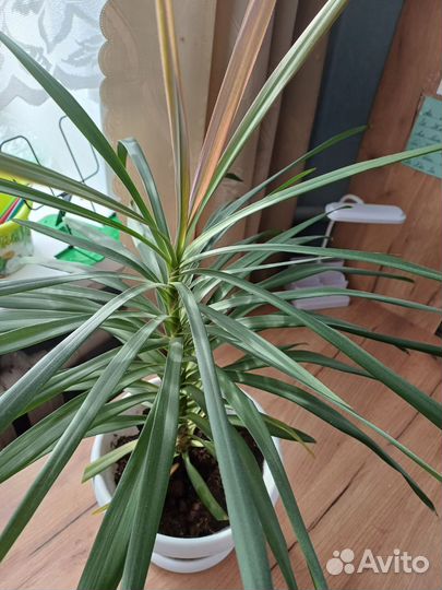 Пальма драцена