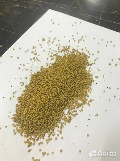 Горчица / Семена горчицы