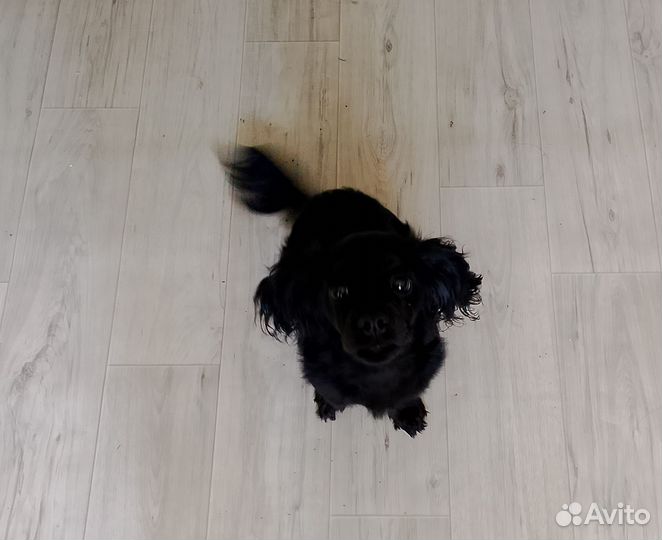 Кокер спаниель