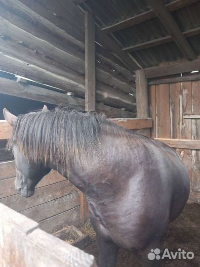 Лошадь (жеребец)