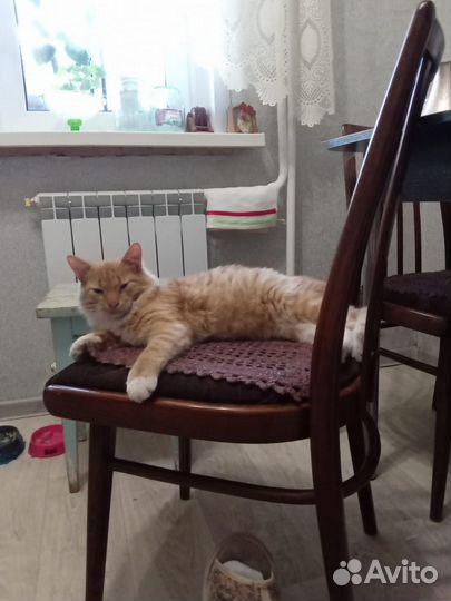 Кошки в добрые руки