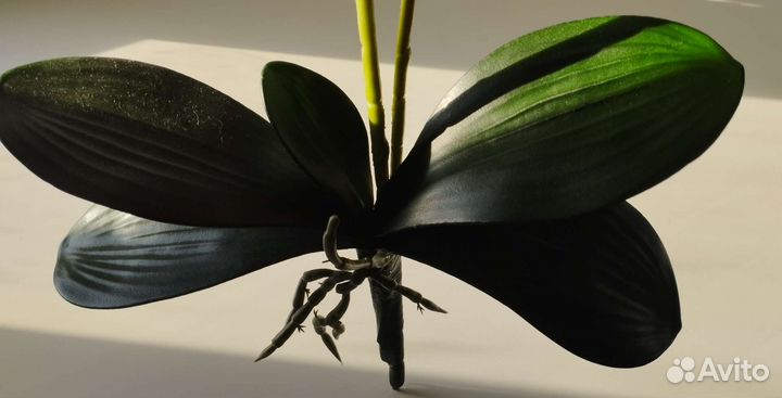 Орхидея(латекс), кротон,толстянка