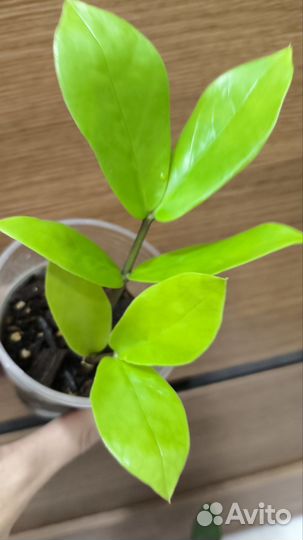 Замиокулькас