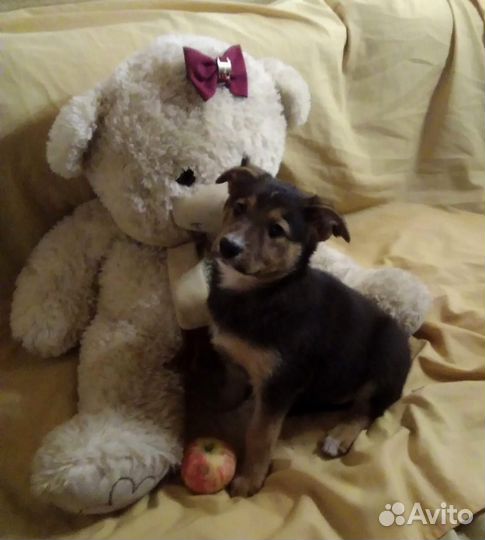 Малыши для души(венгерская выжла)