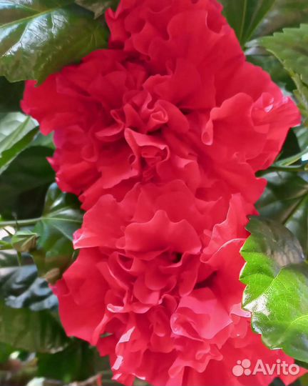 Гибискус китайская роза