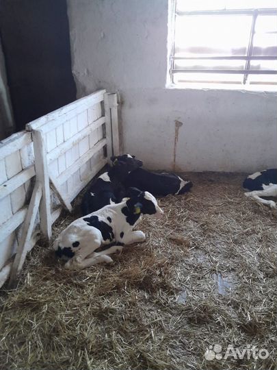 Быки и телки