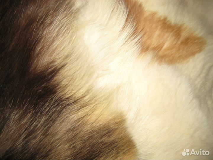 Мех натуральный Чехия