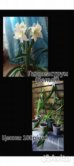 Комнатные цветы