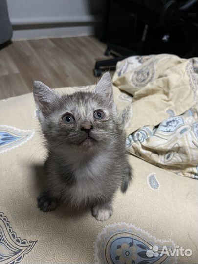 Отдаю котят