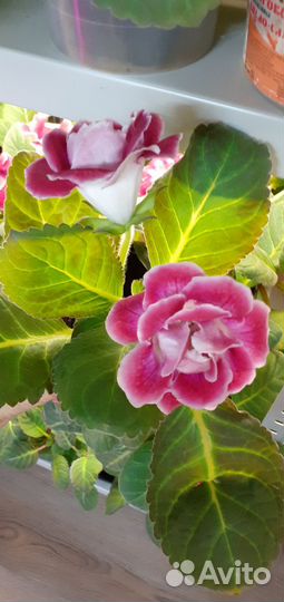 Комнатные цветы