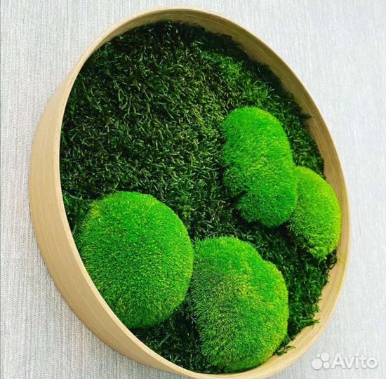 Круги фигуры из мха мох стабилизированный