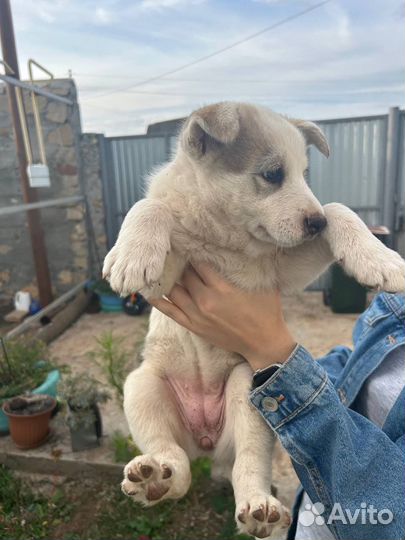 Щенок западно сибирской лайки