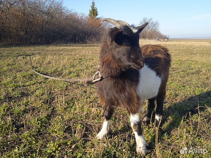 Продам коз(козлов)