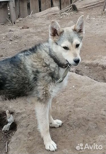 Ищут дом собаки