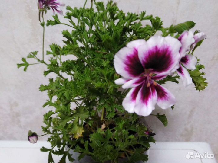 Комнатные цветы