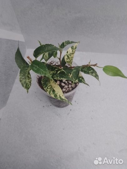 Фикус Бенджамина