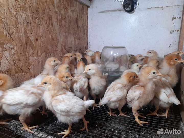 Месячные цыплята Ломан браун