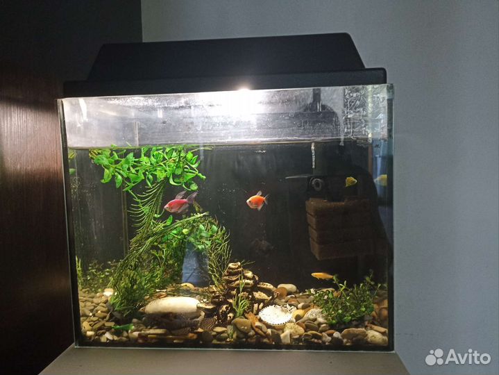 Аквариум с рыбками