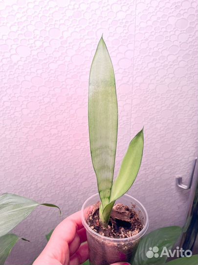 Сансевиерия сильвер квин