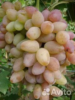 Чубук&Саженцы винограда, Фиеста