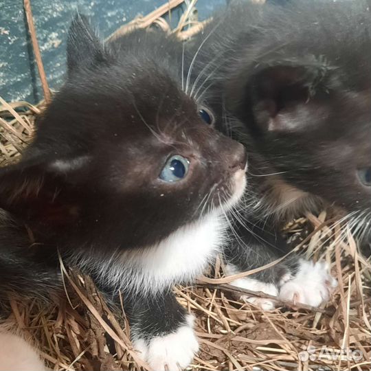 Котята крысоловы