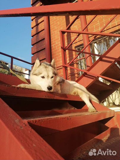 Случка собак