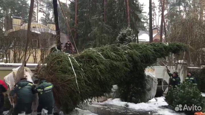 Саженцы крупномеры Пль, Сосна, Кедр