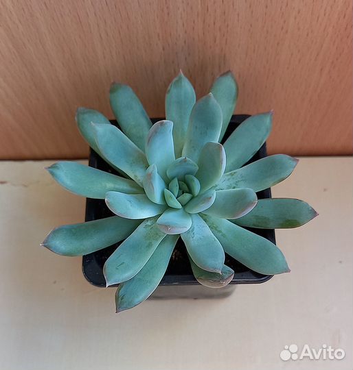 Суккуленты разные