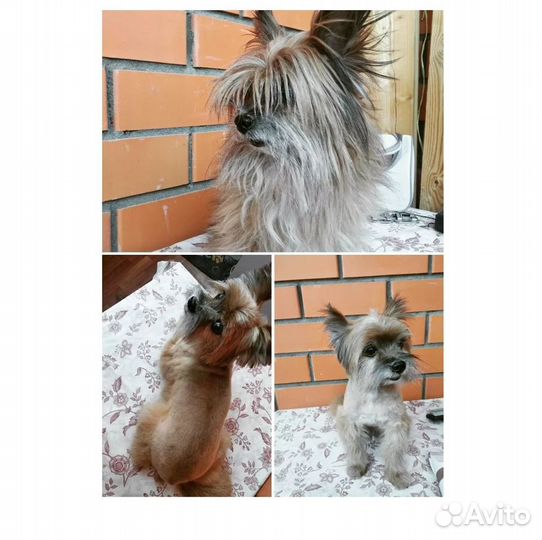 Груминг,стрижка собак