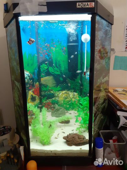 Аквариумные рыбки