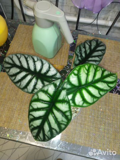 Алоказия Сильвер дракон (Alocasia Silver Dragon)