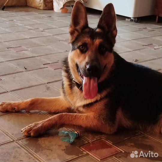 Собака немецкая овчарка