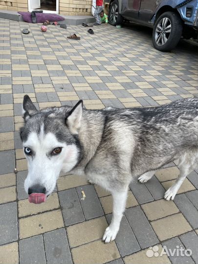 Сибирский хаски