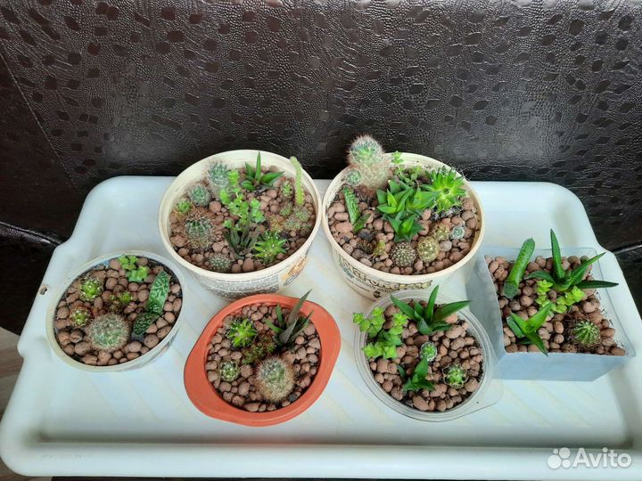 Кактусы, суккуленты