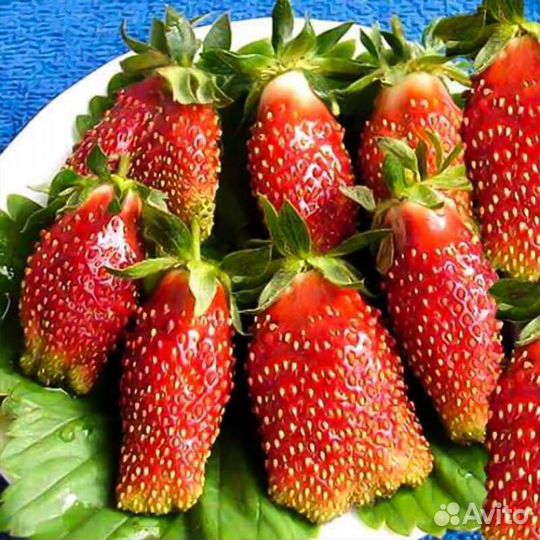 Клубника купчиха