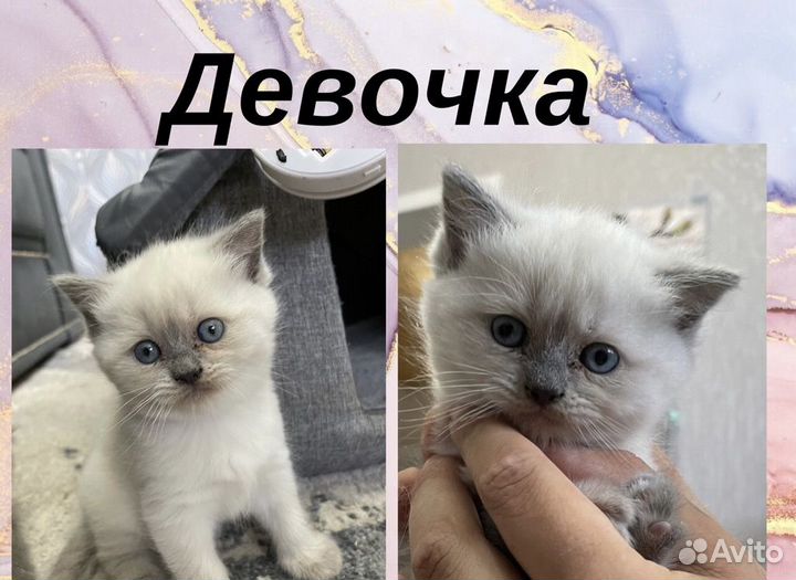 Британская кошка