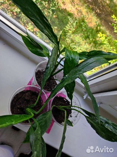 Спатифиллум Домино