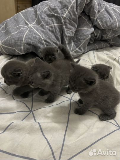 Британские, вислоухие котята