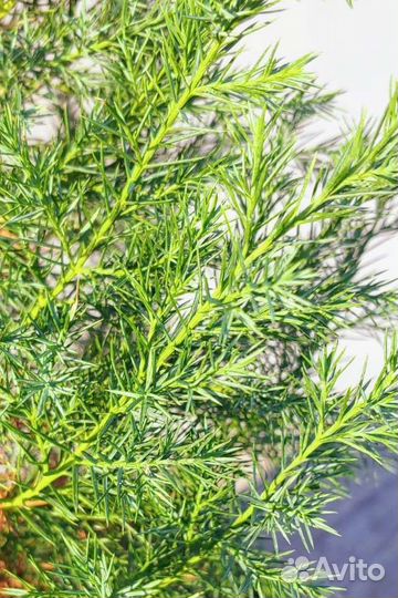 Можжевельник Виргинский Глаука