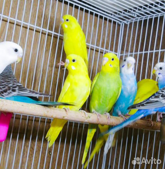 Волнистый попугай птенцы и взрослые