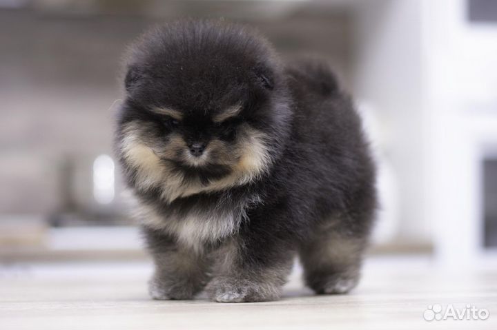 Милашка
