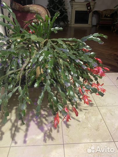 Декабрист шлюмбергера цветущий