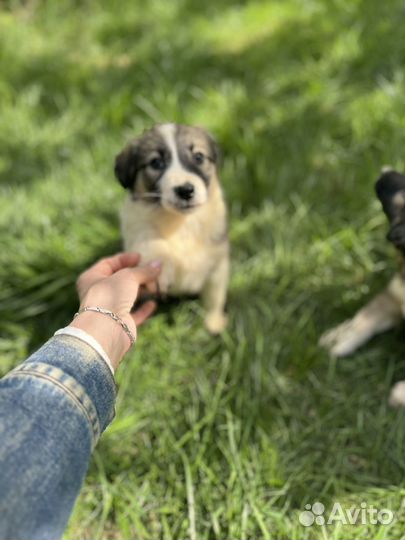 Малышка 1,5 мес доставка бесплатно по области