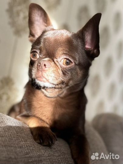 Вязка чихуахуа