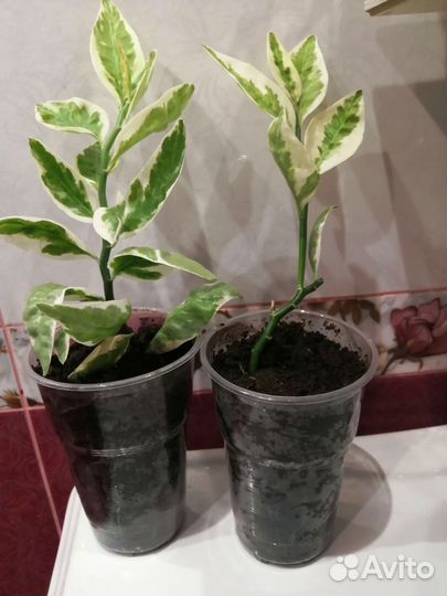 Педилантус