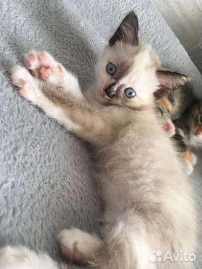 Котята тайской кошки