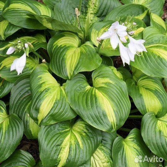 Хоста Авокадо