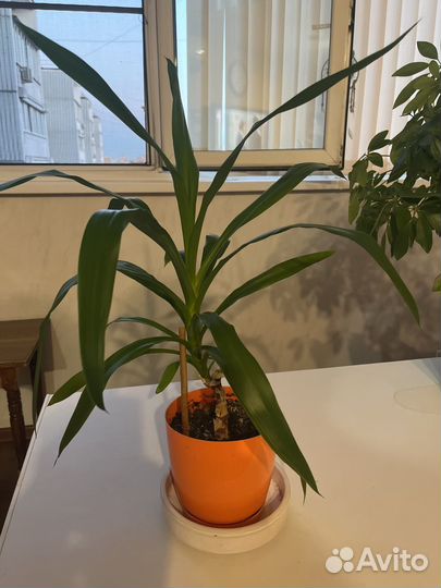 Юкка слоновая