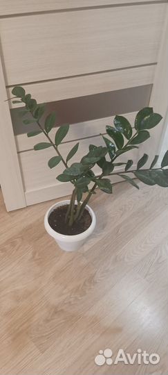 Замиокулькас